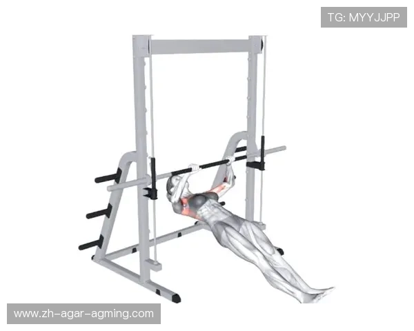 针对背部和腰部锻炼的健身器材推荐